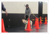 日本盲導犬センター富士訓練センター見学研修会
